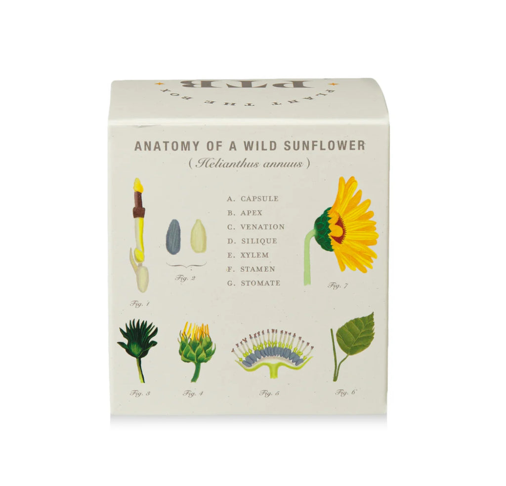 Kobo Plant The Box 9oz Candle Sweet Sunflower