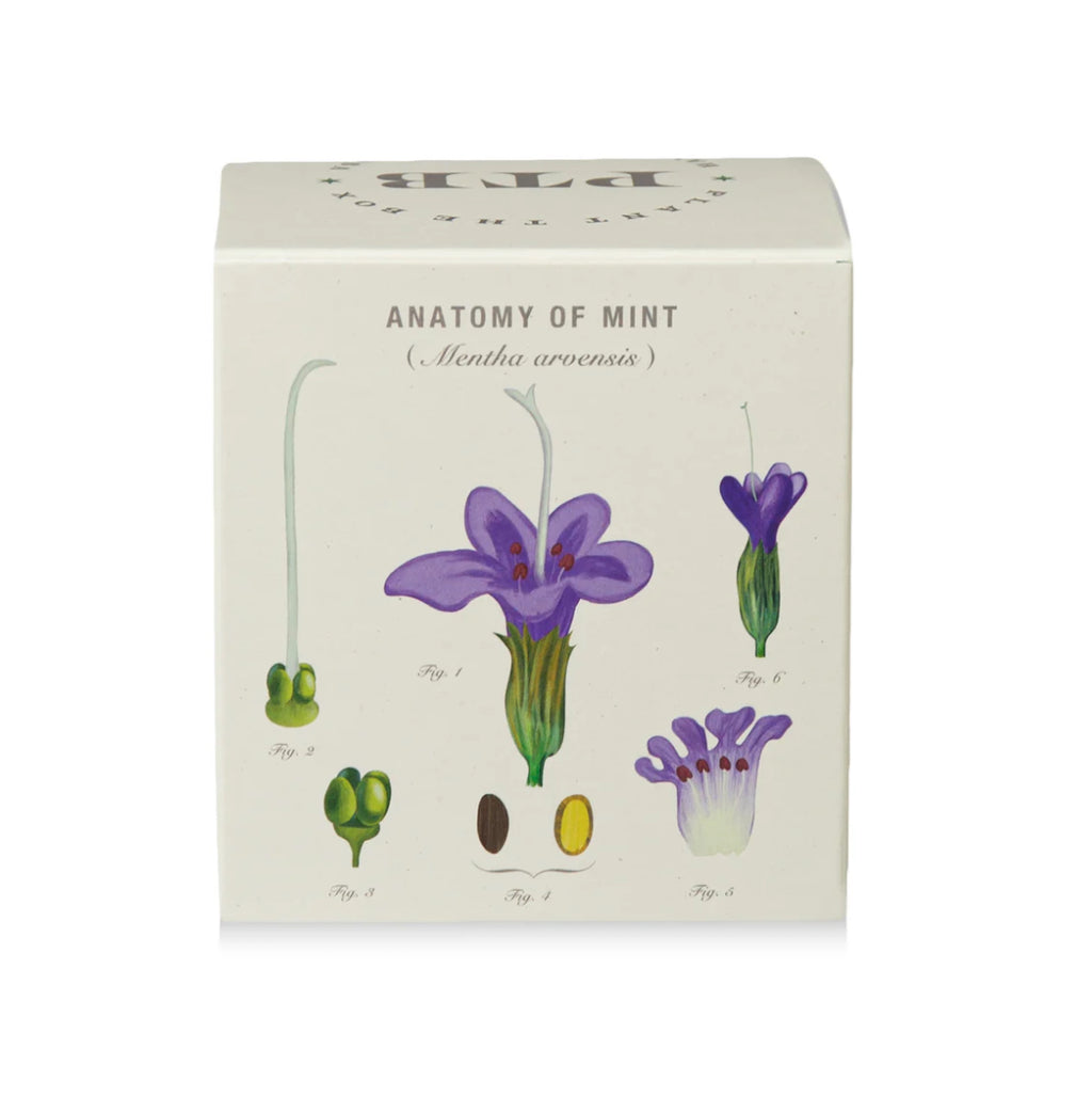 Kobo Plant The Box 9oz Candle Crushed Mint