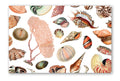 Maison De Papier Seashell Placemats