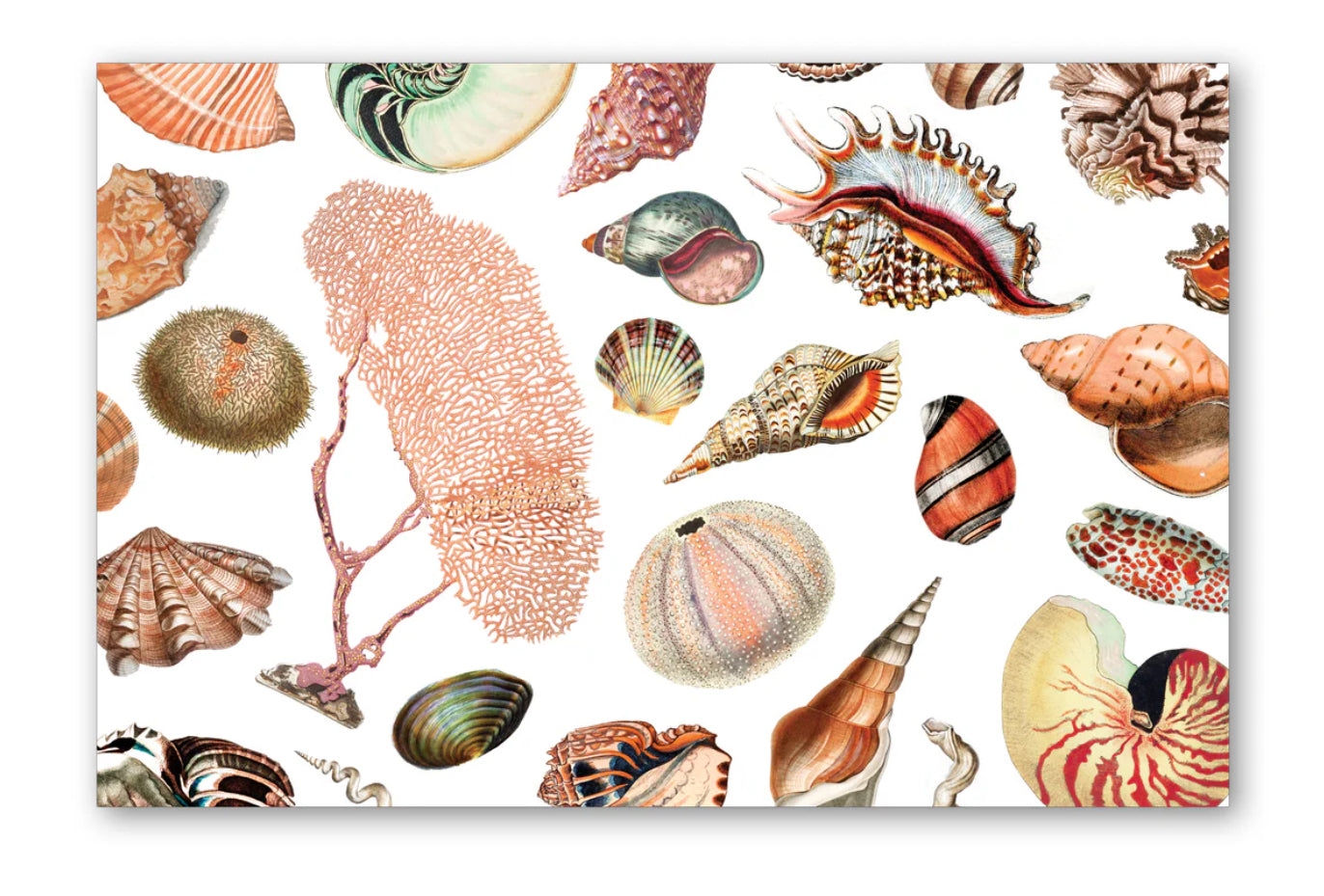 Maison De Papier Seashell Placemats